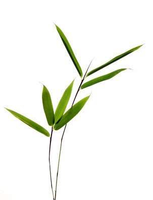 Bambus-Gummersbach: Gigantochloa atroviolacea - Ort: Gummersbach