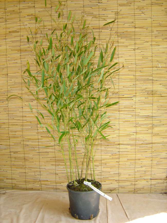 Bambus-Gummersbach: Phyllostachys heteroclada - Wasserbambus - Ort: Gummersbach