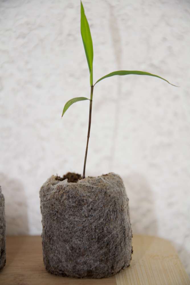 Bambus-Gummersbach: Phyllostachys pubescens Moso - S�mling - Ort: Gummersbach