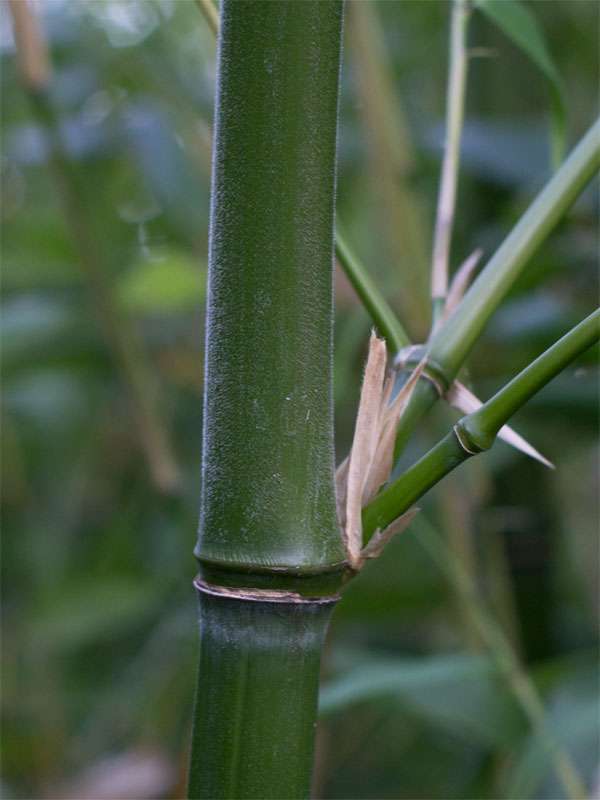 Bambus-Gummersbach: Halmdetail von Phyllostachys viridiglaucescens mit der typischen Bemehlung - Ort: Gummersbach