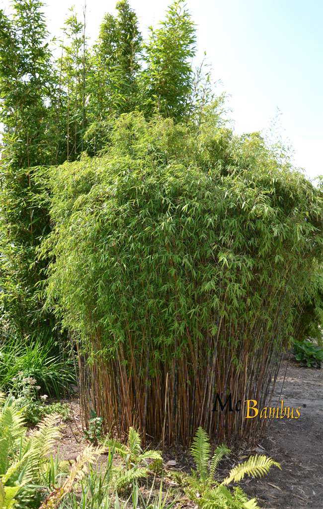 Bambus-Gummersbach: Fargesia jiuzhaigou Hain - Jade Bambus - Ort: Gummersbach