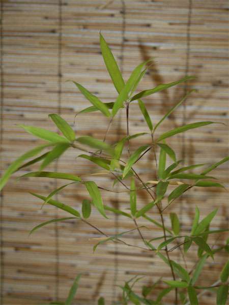 Bambus-Gummersbach: Phyllostachys decora - Ort: Gummersbach