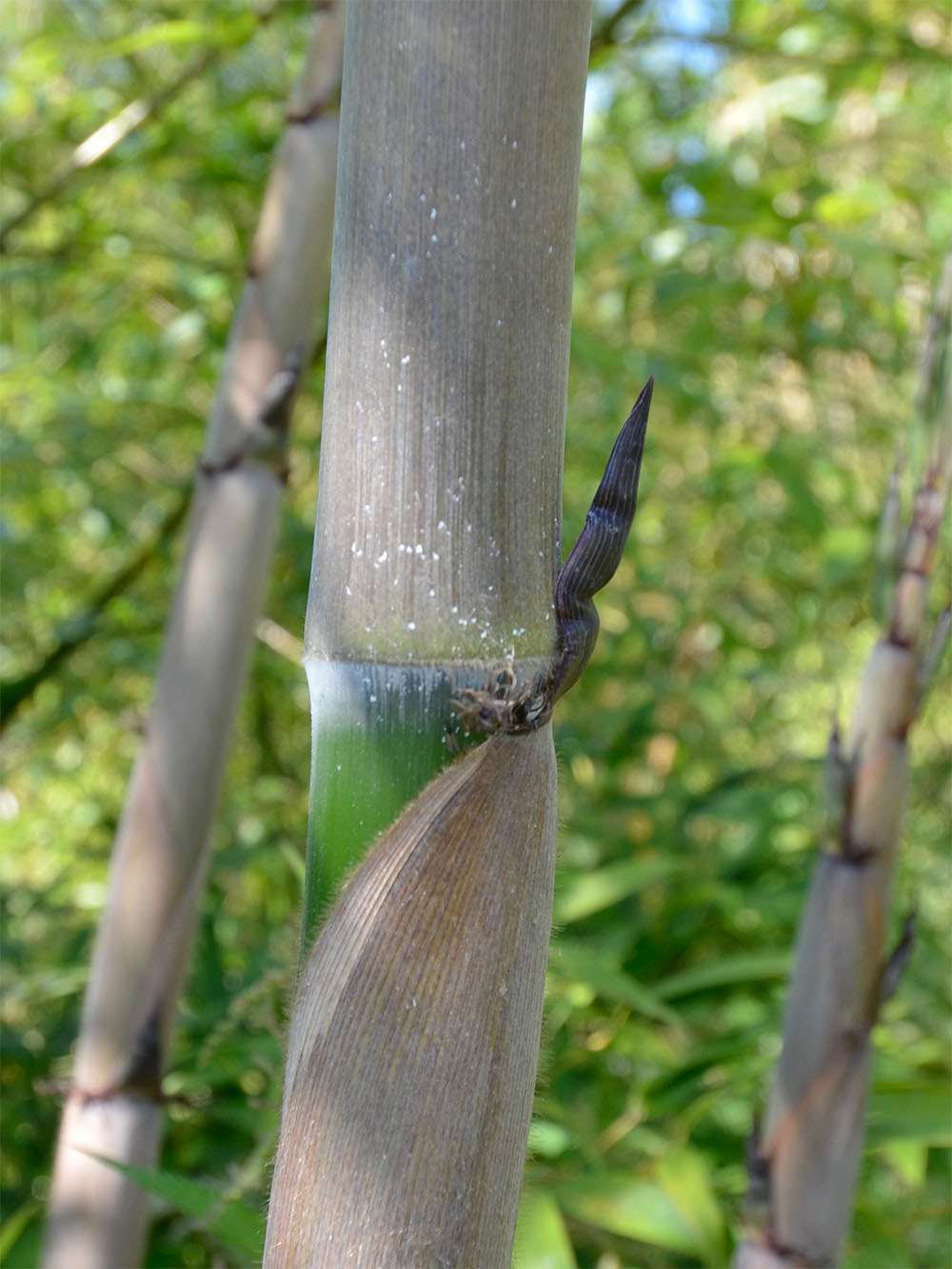 Bambus-Gummersbach: Halmaustrieb von Phyllostachys Nigra Henonis - Ort: Gummersbach
