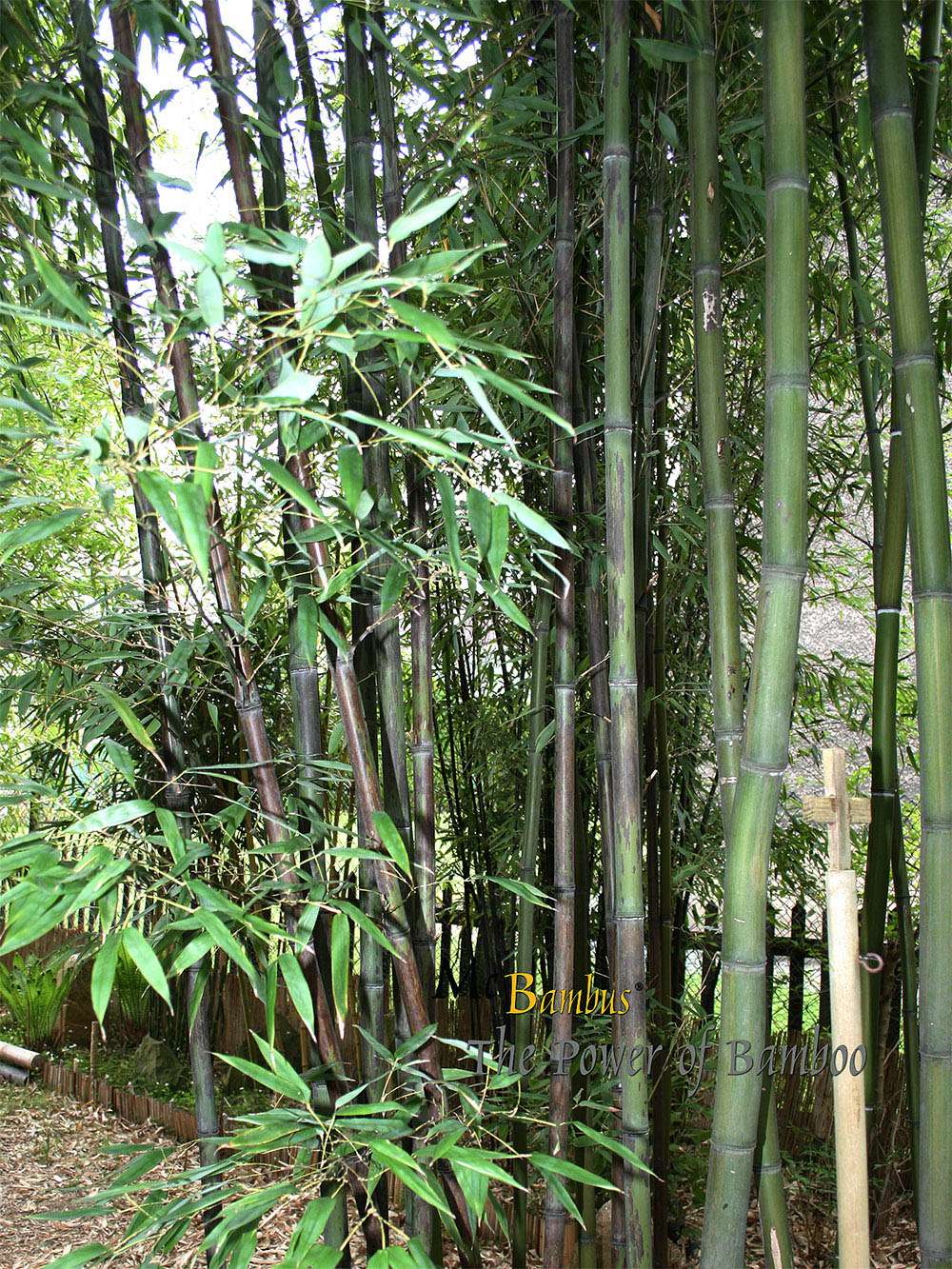 Bambus-Gummersbach: Bambushain mit Phyllostachys nigra Boryana - Ort: Gummersbach
