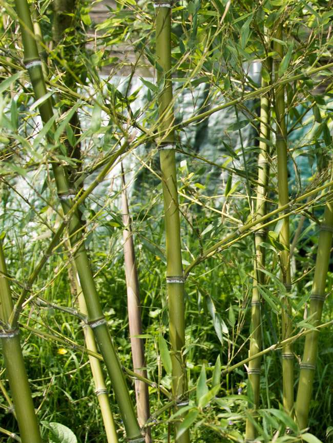 Bambus-Gummersbach: Halmdetailansicht von Phyllostachys parvifolia mit dem charakteristische Halmreif unterhalb der Nodie - Ort: Gummersbach