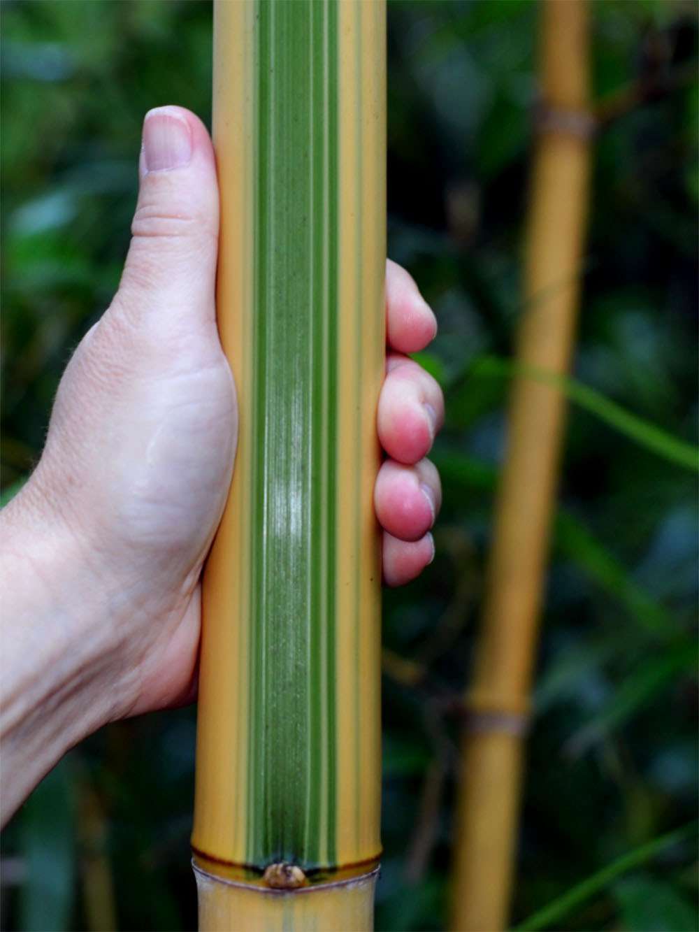 Bambus-Gummersbach: Halmdetail von Phyllostachys vivax Huangwenzhu Inversa - Ort: Gummersbach
