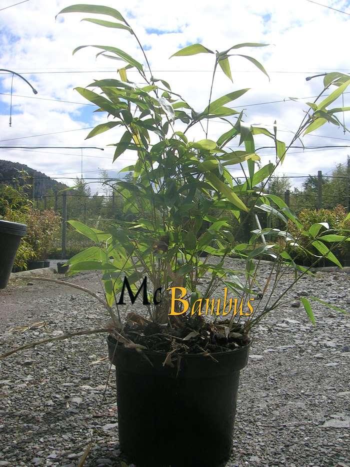 Bambus-Gummersbach: Phyllostachys Tip Top varioauriculata: Lieferh�he: ca. 60 cm - Ort: Gummersbach