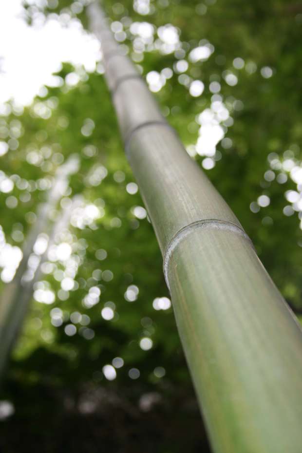 Bambus-Gummersbach: Phyllostachys vivax McClure - Ort: Gummersbach