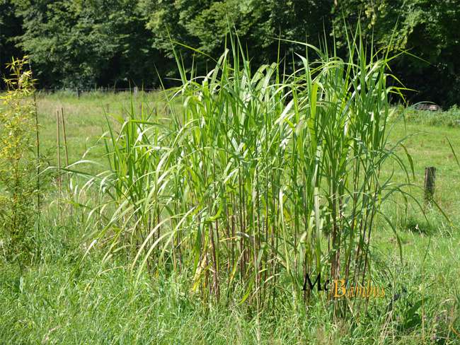 Bambus-Gummersbach: Miscanthus Riesen Chinaschilf - 2-j�hrig - Ort: Gummersbach