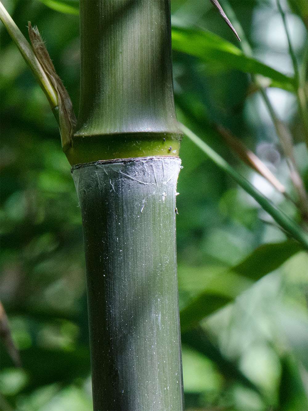 Bambus-Gummersbach: Phyllostachys atrovaginata - Detailansicht Halm nach dem Austrieb - Ort: Gummersbach