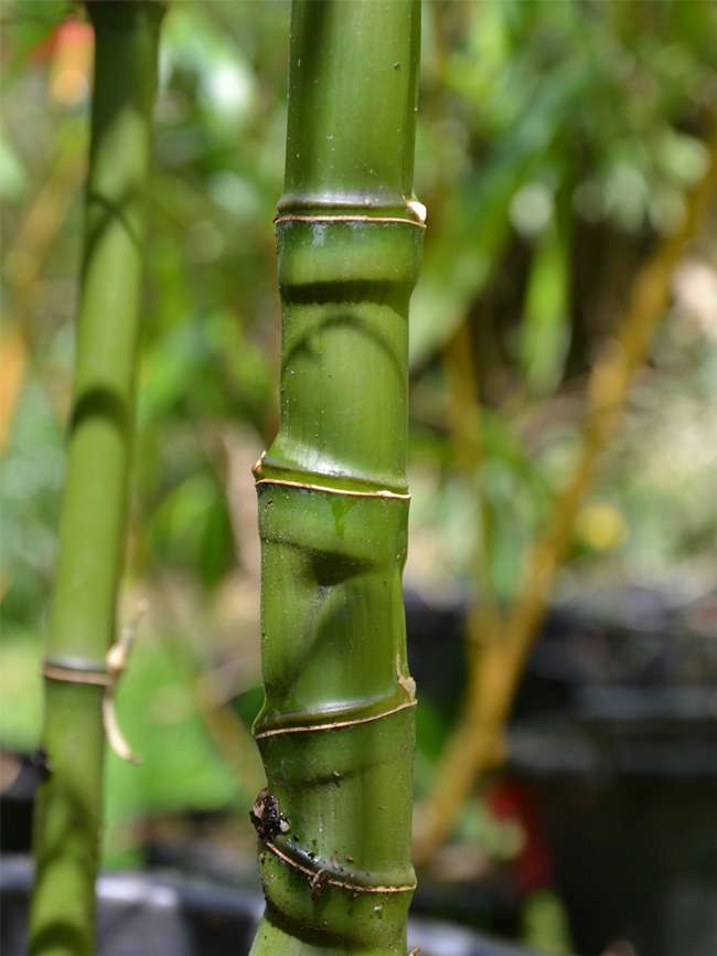 Bambus-Gummersbach: Halmansicht Phyllostachys aurea mit den typischen Knoten - Ort: Gummersbach