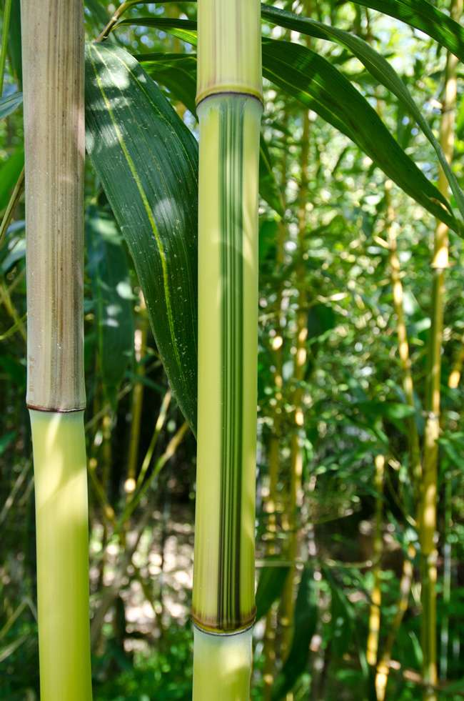 Bambus-Gummersbach: Detailansicht vom Bambus Halm - Phyllostachys aureosulcata Spectabilis - Ort: Gummersbach