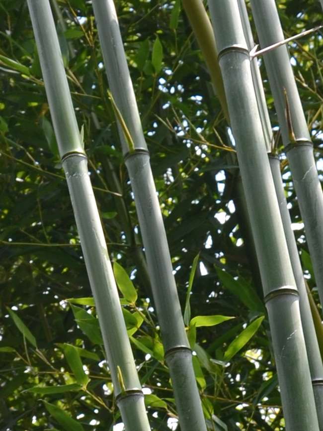 Bambus-Gummersbach: Phyllostachys aureosulcata alata - typische olivf�rbung der Halme - Ort: Gummersbach
