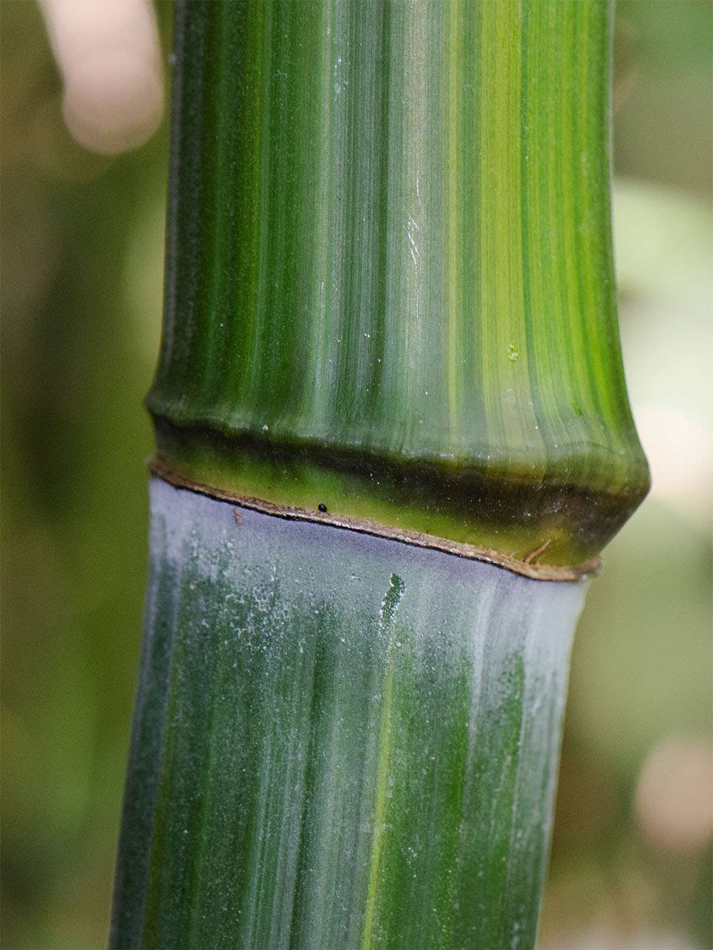 Bambus-Gummersbach: Detailansicht vom Bambushalm Phyllostachys aureosulcata harbin - Ort: Gummersbach