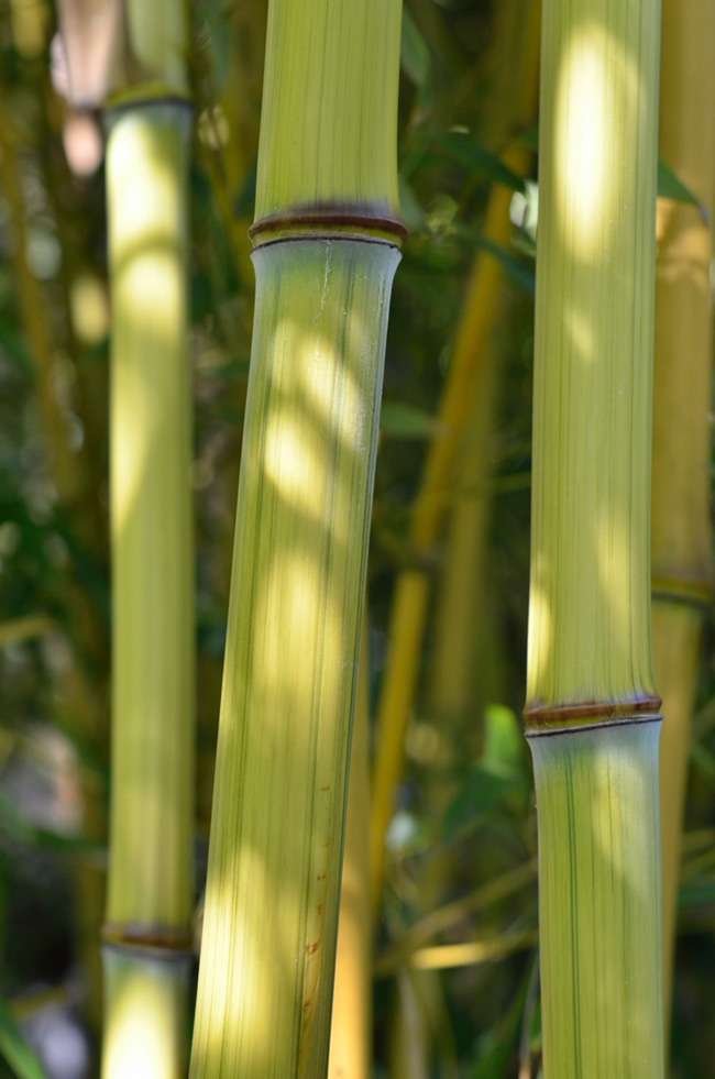 Bambus-Gummersbach: Detailansicht vom Bambushalm Phyllostachys aureosulcata harbin inversa - Ort: Gummersbach