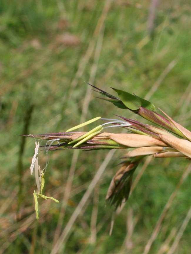 Bambus-Gummersbach: Detailansicht der Bambusbl�te 2014 von Phyllostachys kwangsiensis - Ort: Gummersbach