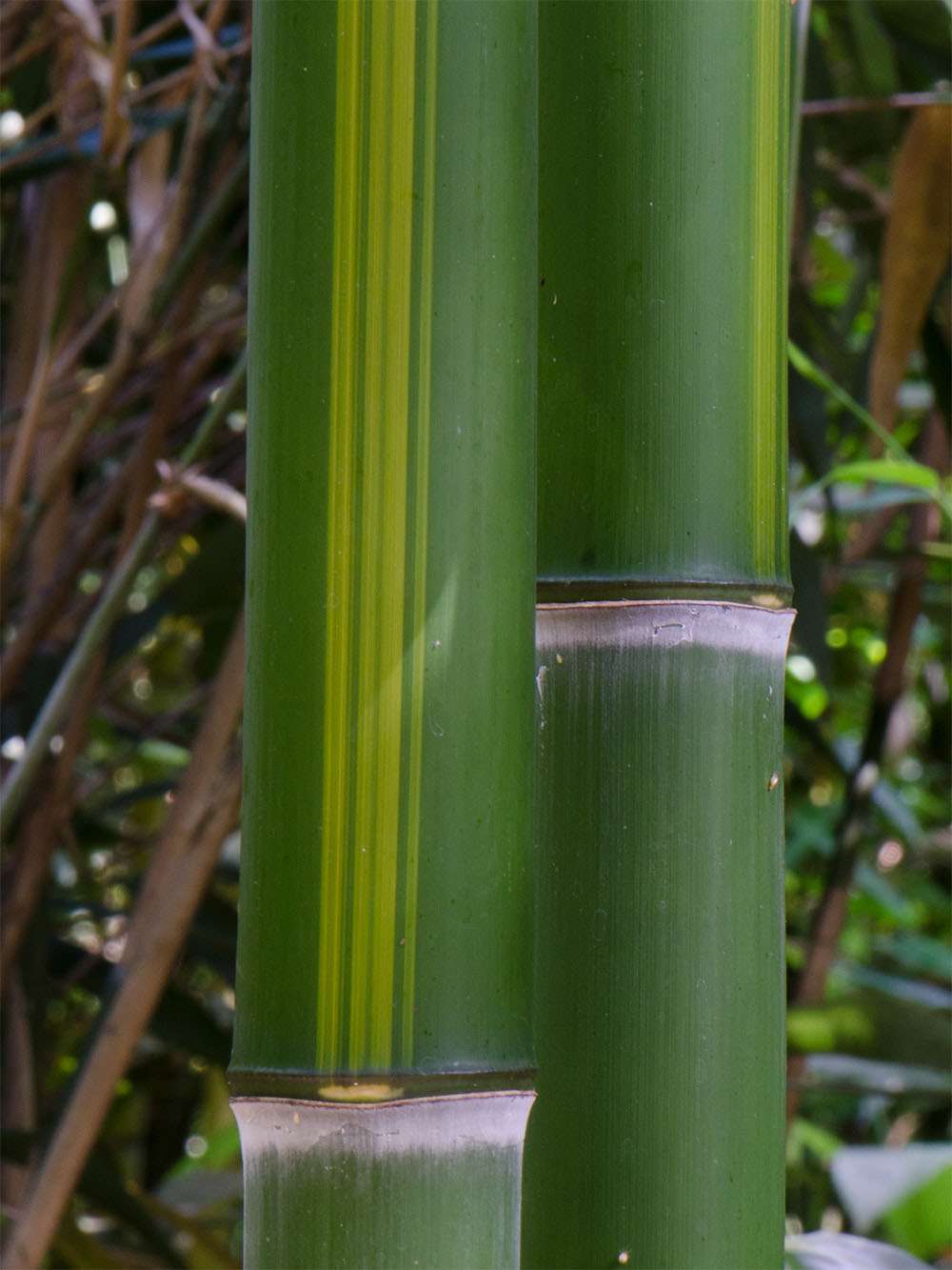 Bambus-Gummersbach: Halmzeichnung von der Bambussorte Phyllostachys vivax huangwenzhu - Ort: Gummersbach