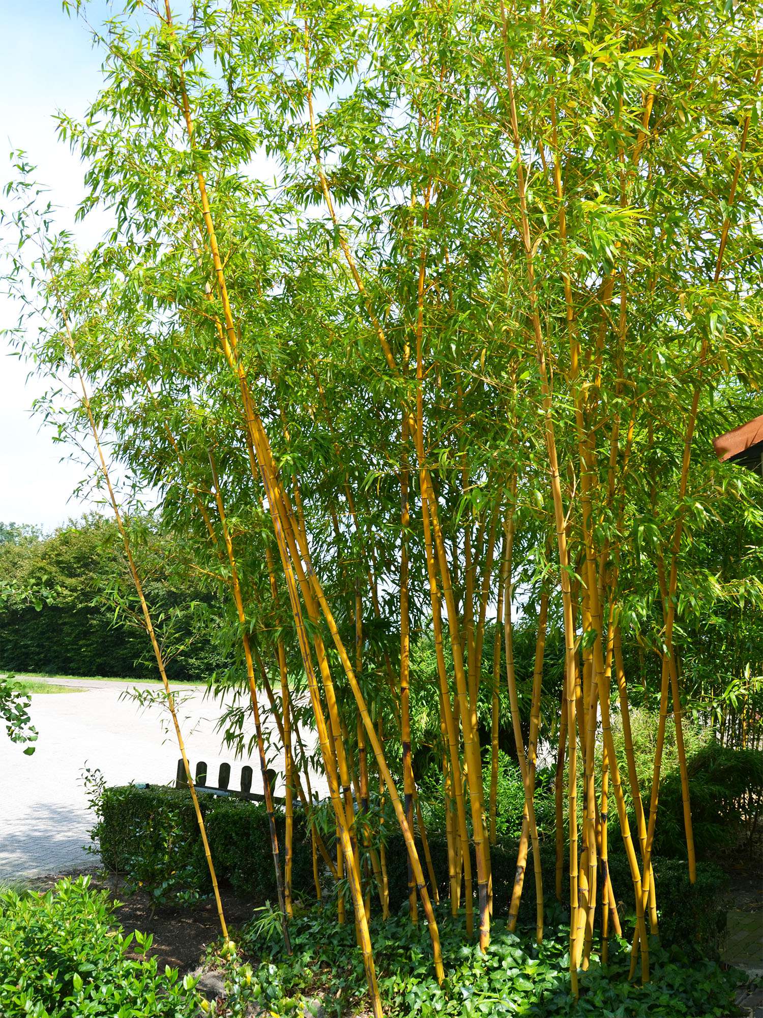 Bambus-Gummersbach: Aufnahme von Phyllostachys vivax aureocaulis - Ort: Gummersbach