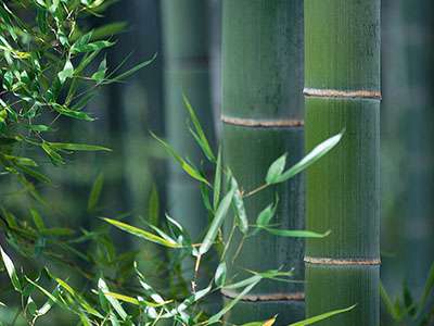 Bambus-Gummersbach Phyllostachys